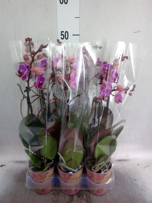 <h4>Phalaenopsis multi. 'Ant Merida'</h4>
