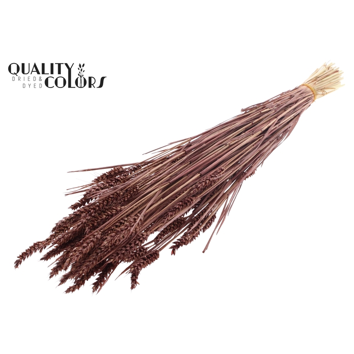 <h4>Triticum (sunbleached) per bunch Brown</h4>