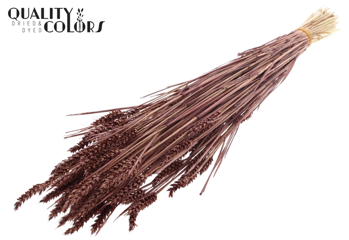 <h4>Triticum (sunbleached) per bunch Brown</h4>