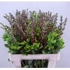 BAPTISIA AUSTRALIS BROWN/YELLOW 065CM