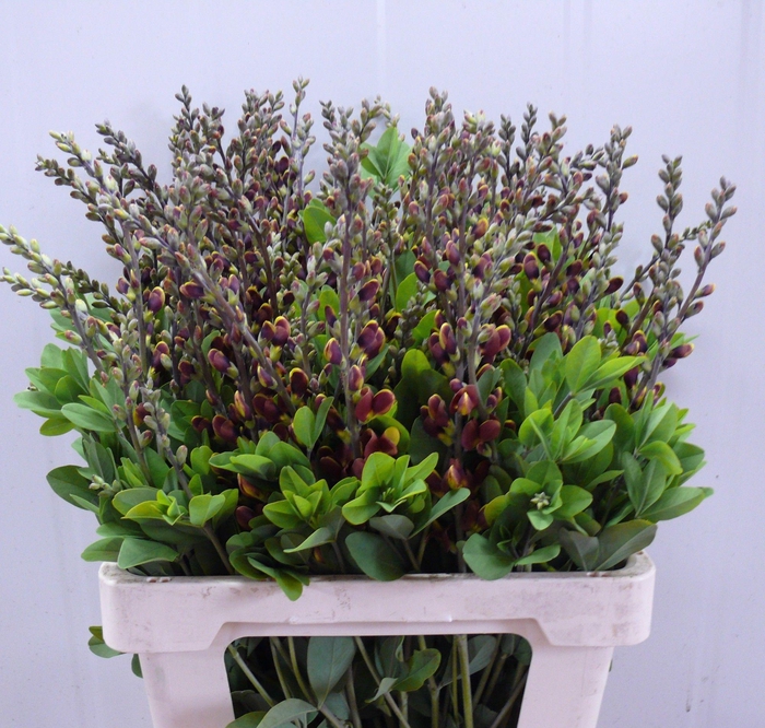 <h4>BAPTISIA AUSTRALIS BROWN/YELLOW 065CM</h4>
