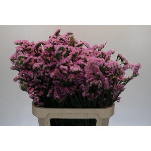 Limonium sinuatum Lucia Pink