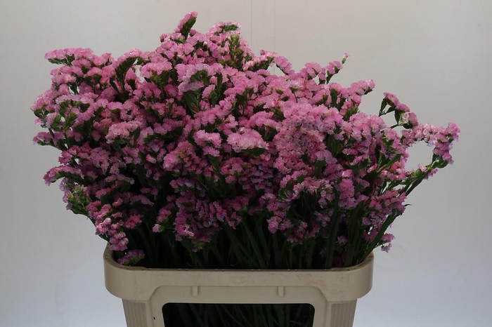 Limonium sinuatum Lucia Pink