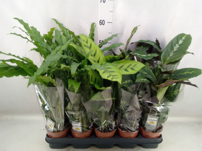 <h4>Calathea   ...mix 3</h4>