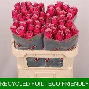 R GR MAJESTIC ATHENA