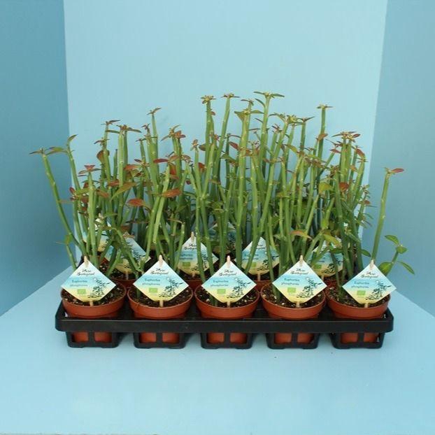 <h4>Bio Euphorbia phosphorea 300-PH10</h4>