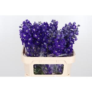 Delphinium El Elm Freude