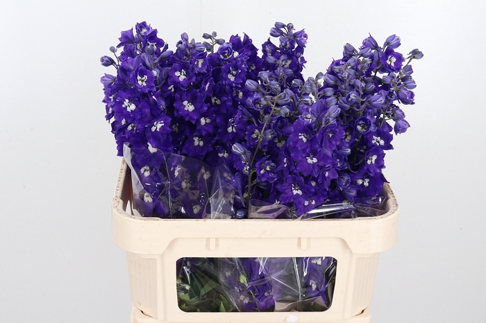 <h4>Delphinium El Elm Freude</h4>