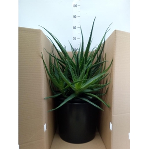 Aloe arborescens