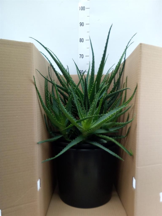 <h4>Aloe arborescens</h4>