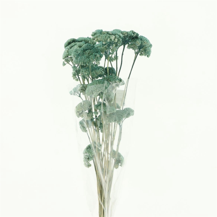 Dried Achillea Pastel Green