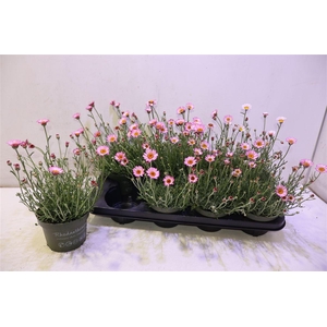 Rhodan H Zagora Pink