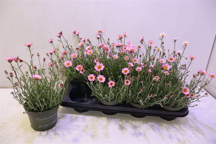 <h4>Rhodan H Zagora Pink</h4>