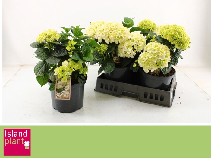 <h4>HYDR M SCHNEEBALL</h4>