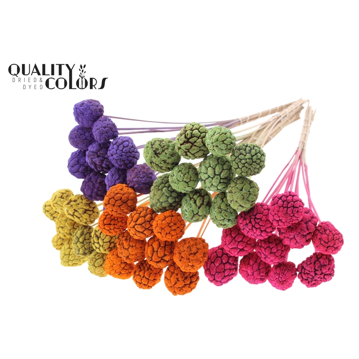 <h4>Atta Fruit on stem Bleached Mixed Colours</h4>