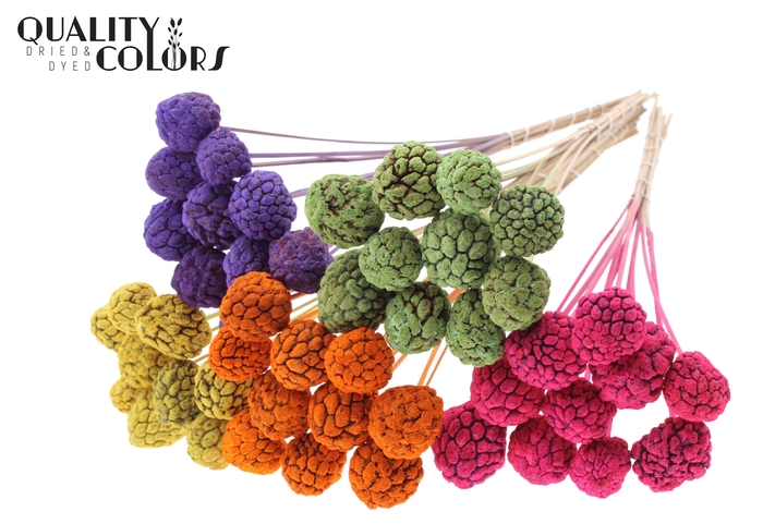 Atta Fruit on stem Bleached Mixed Colours