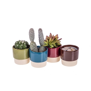 BICOLOR CERAMIC POT Ø 8 - MIX CACTUS AND SUCCULENTS IN A ROW (CACTUS EN SUCCULENTEN)