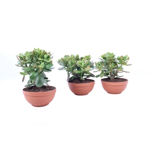 Crassula sunset schaal 17 cm