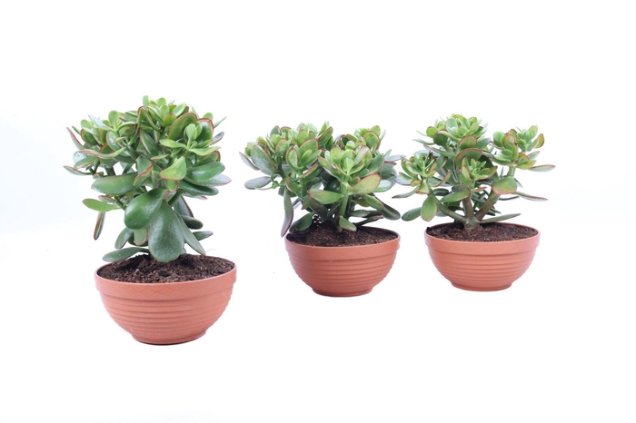 <h4>Crassula sunset schaal 17 cm</h4>