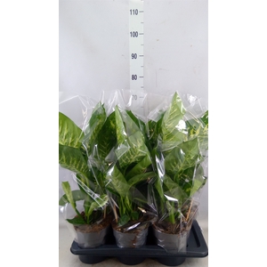 Dieffenbachia seg. 'Reeva'