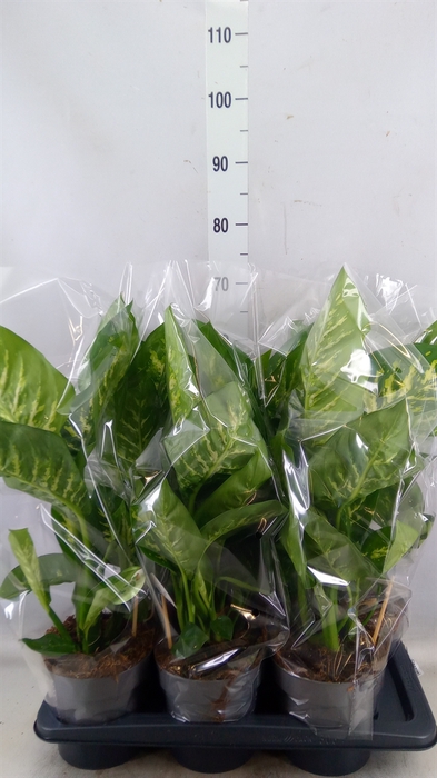 <h4>Dieffenbachia seg. 'Reeva'</h4>