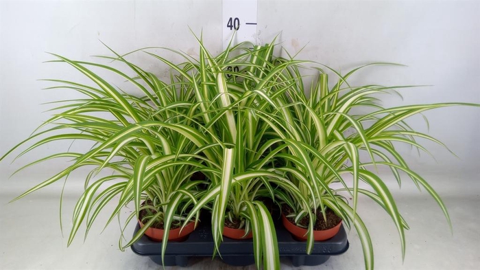 <h4>Chlorophytum com. 'Variegatum'</h4>