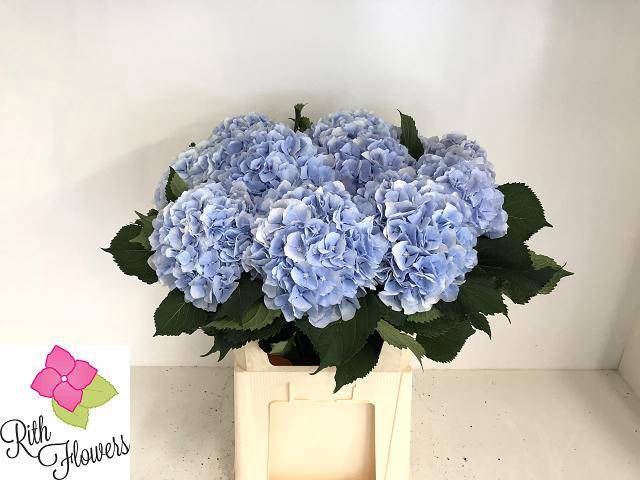 <h4>HYDR M CH VERENA BL</h4>