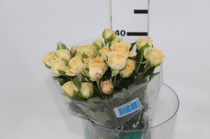 <h4>ROSA SPRAY AXANA 040 CM</h4>
