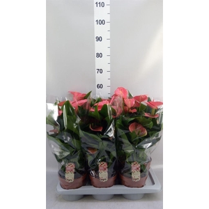 Anthurium andr. 'Melito'