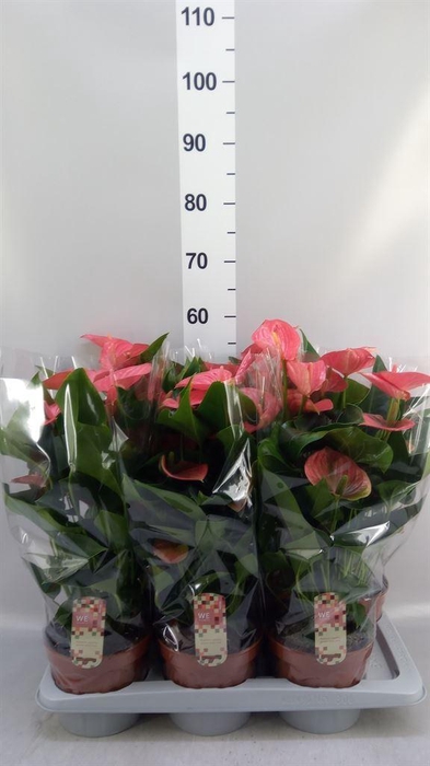 <h4>Anthurium andr. 'Melito'</h4>