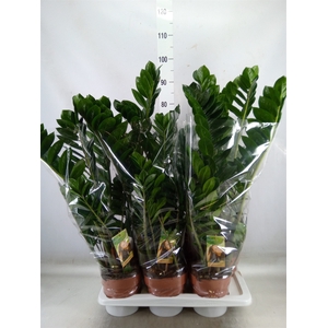 Zamioculcas zamiifolia