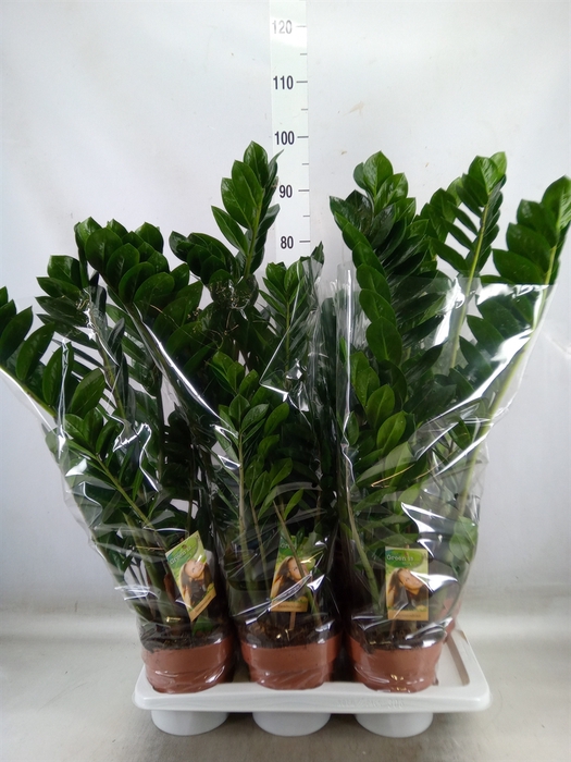 <h4>Zamioculcas zamiifolia</h4>