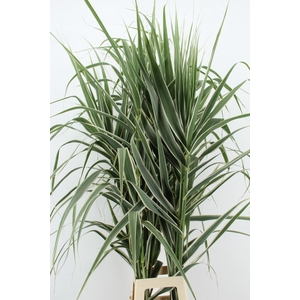 ARUNDO DONAX VARSICO