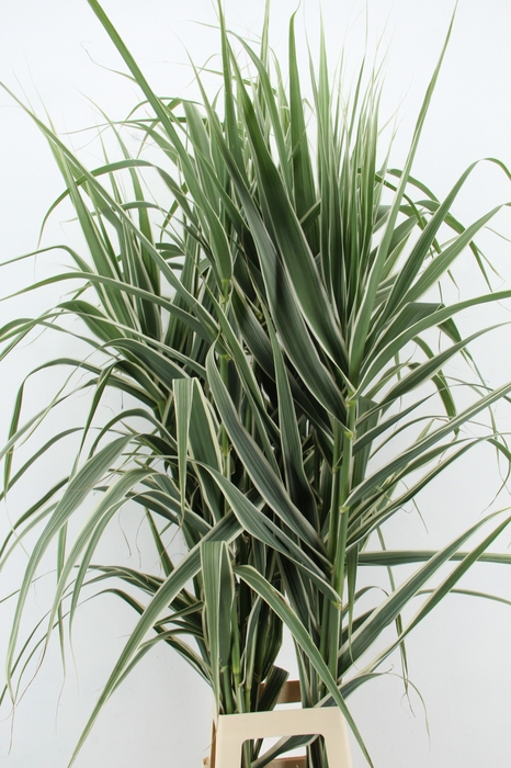 <h4>ARUNDO DONAX VARSICO</h4>