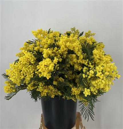 <h4>Acacia Gaulois Vrac 1kg* Factnr</h4>