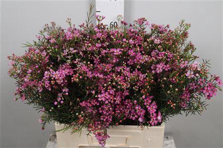 <h4>Chame Un Jupiter</h4>