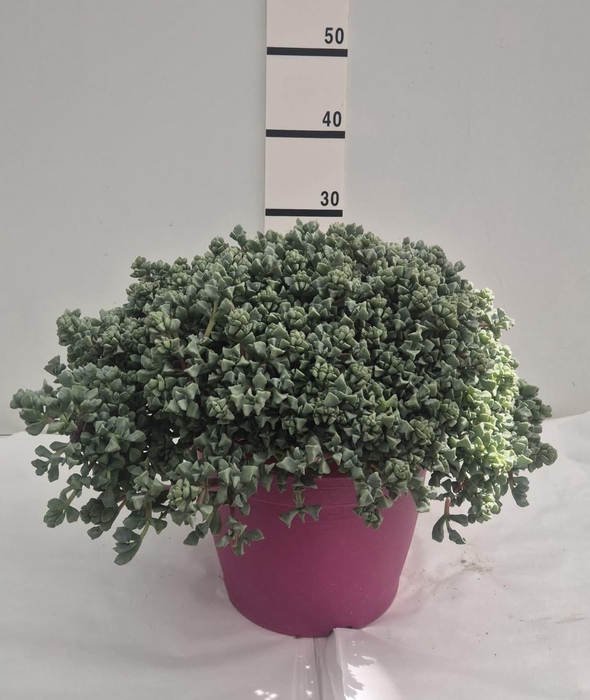 <h4>LAMPRANTHUS ROSEUS</h4>