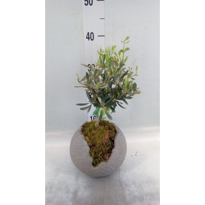 Arr.   Tuinplanten H%