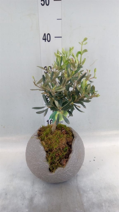 <h4>Arr.   Tuinplanten H%</h4>