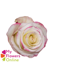 R Gr Sweetness Bicolor 50cm EC