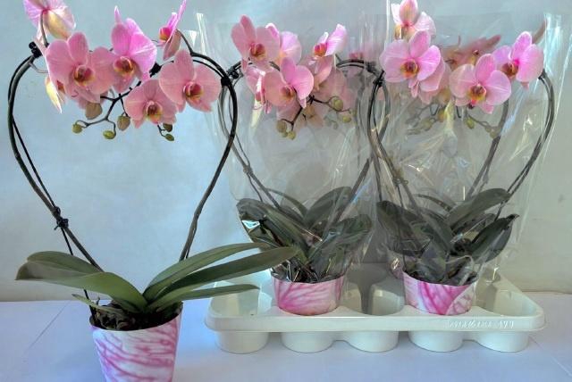 <h4>PHAL OV ROZE</h4>