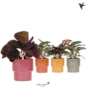 Kolibri Greens Calathea mix in Timeless pot mix