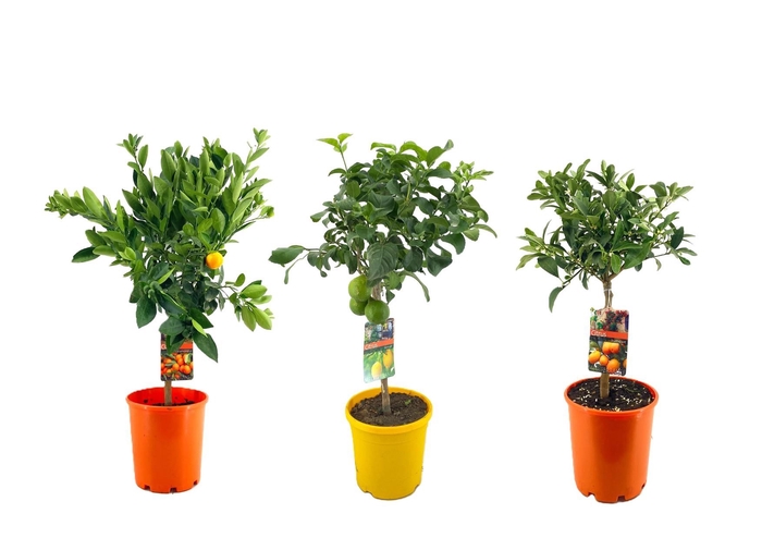 <h4>Citrus mix</h4>