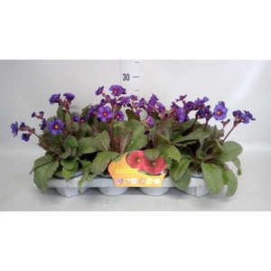 Primula elat. 'Gold Nugget'  ...mix