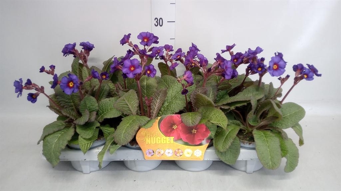 <h4>Primula elat. 'Gold Nugget'  ...mix</h4>