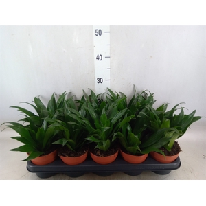 Dracaena frag. 'Compacta'