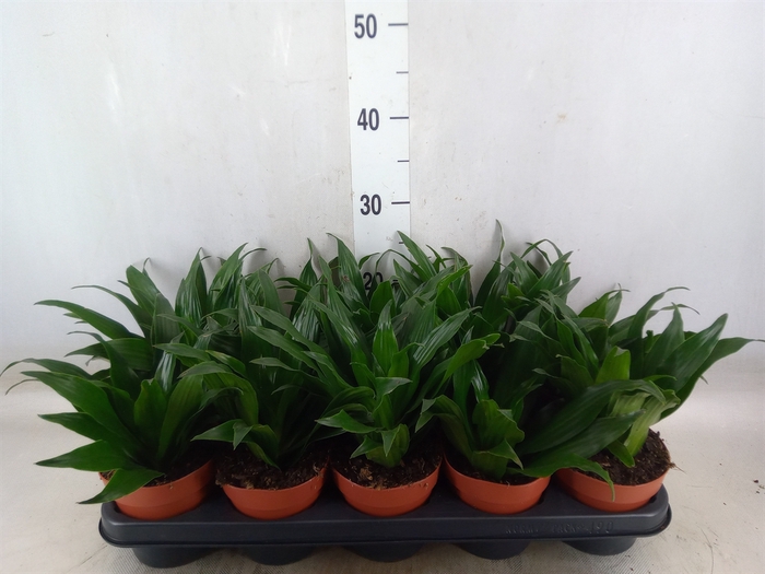 <h4>Dracaena frag. 'Compacta'</h4>