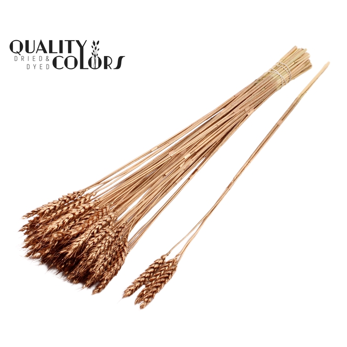 <h4>Triticum 3pc/Tuft Antique Gold</h4>