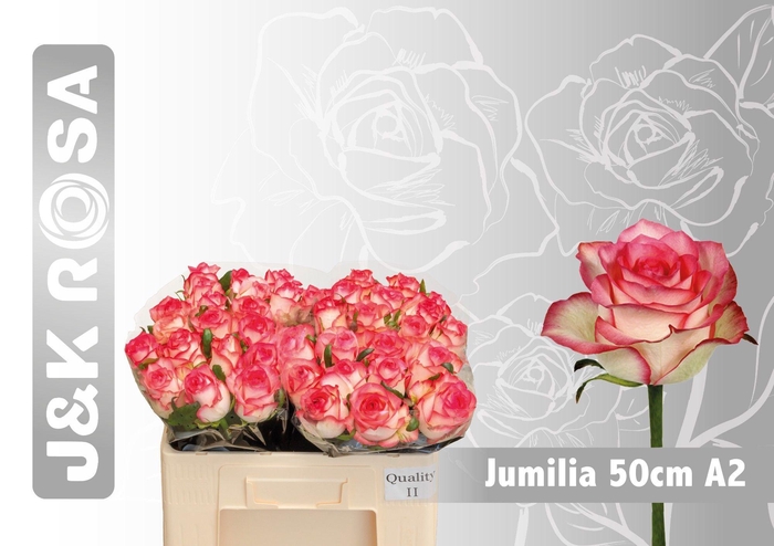 <h4>R GR JUMILIA@</h4>