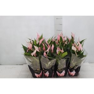 ANTHURIUM LILLI P09 PREMIUM
